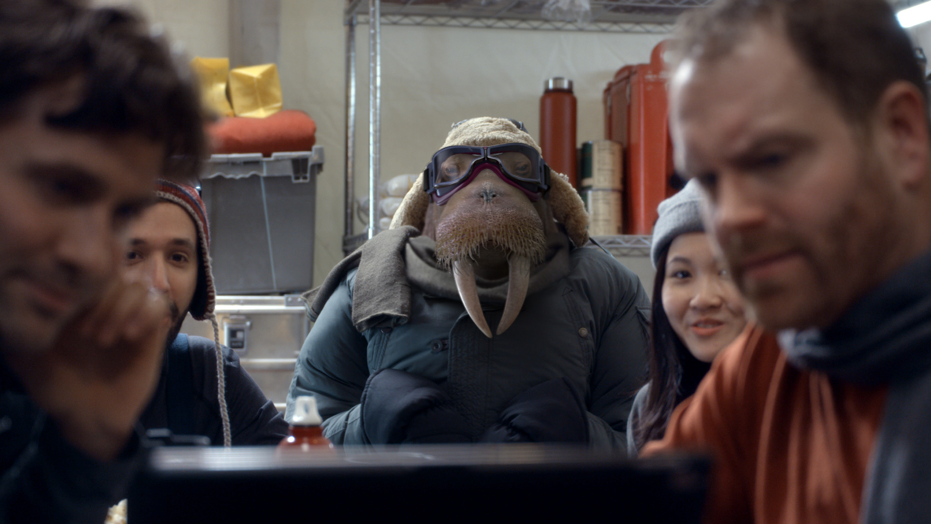 Dish network - Walrus